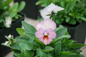 gelbe und hellviolette Blume Stiefmütterchen Nahaufnahme einer bunten Stiefmütterchen-Blume foto