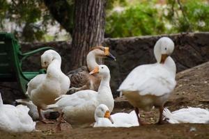 Nahaufnahme von weißen Enten im Lodhi-Garten, Delhi, Indien, Sehen Sie sich die Details und Ausdrücke der Enten während der Abendzeit an foto