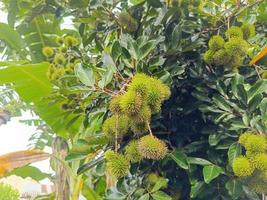 Grüne unreife Rambutan-Frucht auf einem Baum, der im Garten wächst. Plantagenhintergrund für frisches Obst. foto