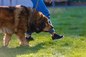 ein großer struppiger brauner Hund foto