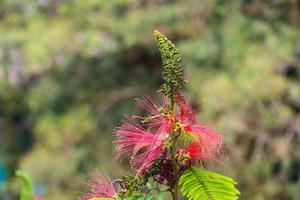 calliandra houstoniana ist eine Pflanzenart der Gattung Calliandra in der Familie Fabaceae. foto