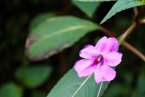 pleroma semidecandrum ist eine blühende Pflanze aus der Familie der Melastomataceae, die im Südosten Brasiliens beheimatet ist. foto