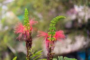 calliandra houstoniana ist eine Pflanzenart der Gattung Calliandra in der Familie Fabaceae. foto