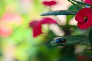 chrysomya megacephala, besser bekannt als die orientalische Latrine-Fliege oder die orientalische Blaufliege, ist ein Mitglied der Calliphoridae-Flugfliegenfamilie. foto