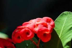 nahaufnahme der schönen euphorbia milii, dornenkrone, genannt corona de cristo. Blume der Dornenkrone. frische und frische rote euphorbia-milii-blumen, die im garten dem tau ausgesetzt sind. foto