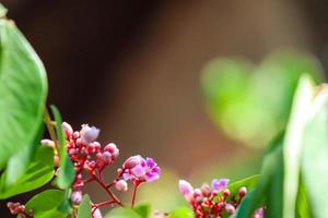 parijata medinilla speciosa ist eine chronisch epiphytische Pflanze im Medinilla-Clan, Melastomatacea-Stamm. Diese Pflanze enthält Antioxidantien und soll die Fruchtbarkeit der Schwangerschaft erhöhen. foto