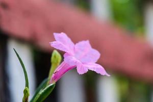 Kencana Wild Purple Ruellia Tuberosa oder Pletekan ist eine lila krautige Pflanze mit trockenen Samen, die explodieren können, wenn sie Tau ausgesetzt werden. foto