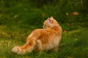 schöne leuchtend orangefarbene Katze lag auf grünem Gras in den ersten roten Ahornblättern foto