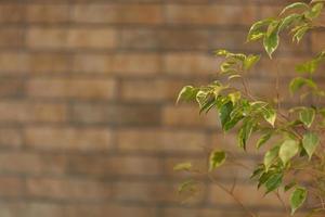 grüne blätter auf mauerziegelhintergrund, ficus benjamin foto