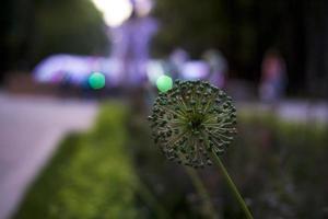 eine Pflanze auf dem Hintergrund eines Brunnens. natürlichen Hintergrund. das foto wurde im abendlicht aufgenommen