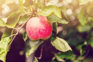 Apfel, der an einem Ast in einem Apfelgarten hängt foto