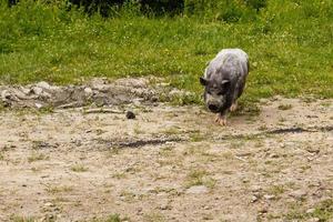 Hausschwein auf dem Hintergrund des wilden Waldes, Wildschwein, Berge, Tourismus, grüner Hintergrund, Spanferkel, Nahaufnahme Schweinchen foto