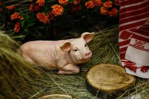 ein junges ferkel auf heu und stroh auf schweinezuchtbetrieb ein kleines schwein auf dem heu foto