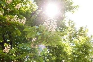 Zweige des blühenden Kastanienbaums mit Sonnenstrahlen foto
