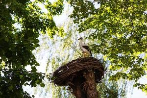 Störche in einem Nest foto