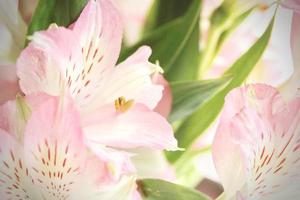 Makrofoto Pollen von rosa Blüten foto