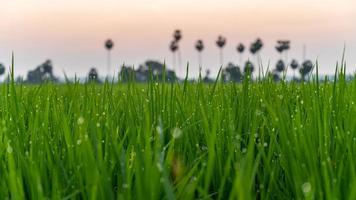 Reisfelder, Reispflanze, Oryza Sativa im indischen Dorf foto