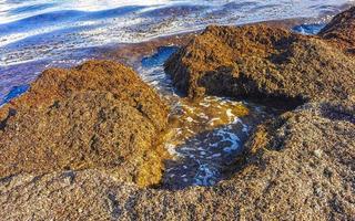 wunderschöner karibikstrand total dreckig dreckig dreckig algenproblem mexiko. foto