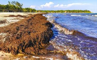 wunderschöner karibikstrand total dreckig dreckig dreckig algenproblem mexiko. foto