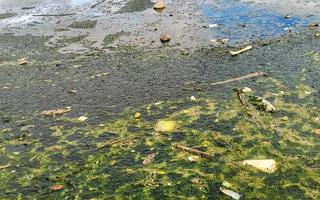 schmutziger grüner verschmutzter und müllfluss in puerto escondido mexiko. foto