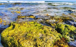 steine felsen korallen türkis grün blau wasser am strand mexiko. foto