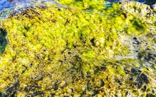 steine felsen korallen türkis grün blau wasser am strand mexiko. foto