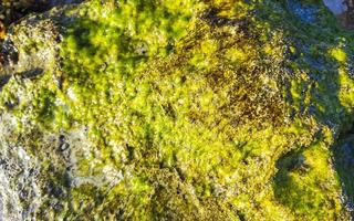 steine felsen korallen türkis grün blau wasser am strand mexiko. foto