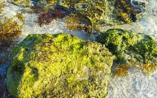 steine felsen korallen türkis grün blau wasser am strand mexiko. foto