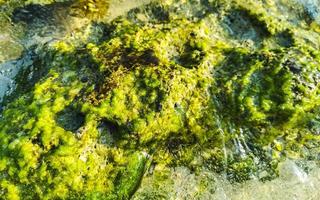 steine felsen korallen türkis grün blau wasser am strand mexiko. foto