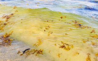 sehr ekelhaftes strandwasser mit roter alge sargazo karibik mexiko. foto