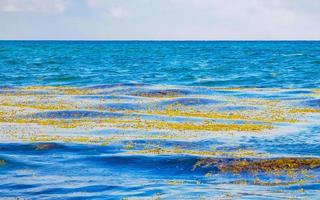 sehr ekelhaftes strandwasser mit roter alge sargazo karibik mexiko. foto