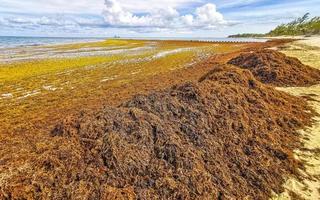 wunderschöner karibikstrand total dreckig dreckig dreckig algenproblem mexiko. foto