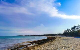 tropisch karibischer strand wasser algen sargazo playa del carmen mexiko. foto