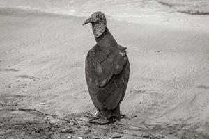 tropischer schwarzer geier am botafogo strand rio de janeiro brasilien. foto