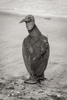 tropischer schwarzer geier am botafogo strand rio de janeiro brasilien. foto