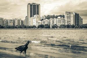 tropischer schwarzer geier am botafogo strand rio de janeiro brasilien. foto