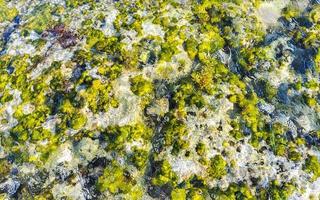 steine felsen korallen türkis grün blau wasser am strand mexiko. foto