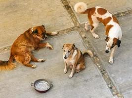 Müde faule große Hunde, die nach dem Essen in Mexiko herumliegen. foto