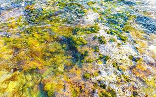 steine felsen korallen türkis grün blau wasser am strand mexiko. foto