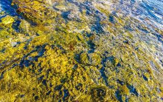 steine felsen korallen türkis grün blau wasser am strand mexiko. foto