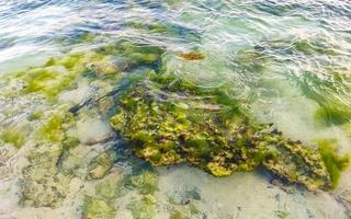 steine felsen korallen türkis grün blau wasser am strand mexiko. foto