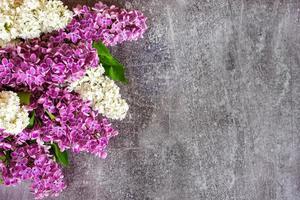 schöne blühende lila und weiße lila blumen auf grauem betonhintergrund. Frühlingsvorlage. foto