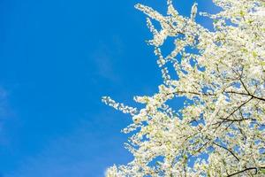 Blühender Baum mit weißen Blüten. Frühlingsblütenhintergrund foto