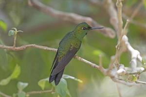 männlicher grün gekrönter brillanter Kolibri foto