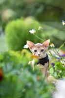 Junge Abessinierkatze Farbfaun mit einer Leine, die um den Hof läuft. Haustiere im Freien spazieren, Abenteuer im Park. foto