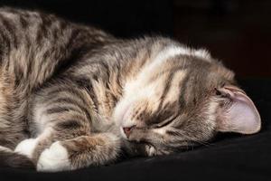 süße katze, die auf einer schwarzen couch schläft. Nahaufnahme. foto