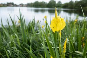 Blühende gelbe Iris pseudacorus im Grünen am Ufer des Stausees, an einem Frühlingstag. foto