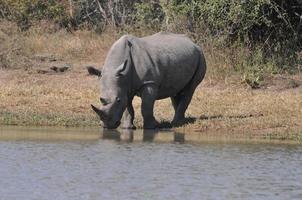 Nashorn im Krüger Nationalpark foto