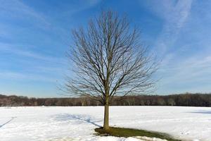 Baum im Winter foto