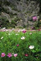 selektiver fokus auf die blüte gänseblümchenblumen wachsen unter den überfüllten blühenden blumen auf dem feld foto